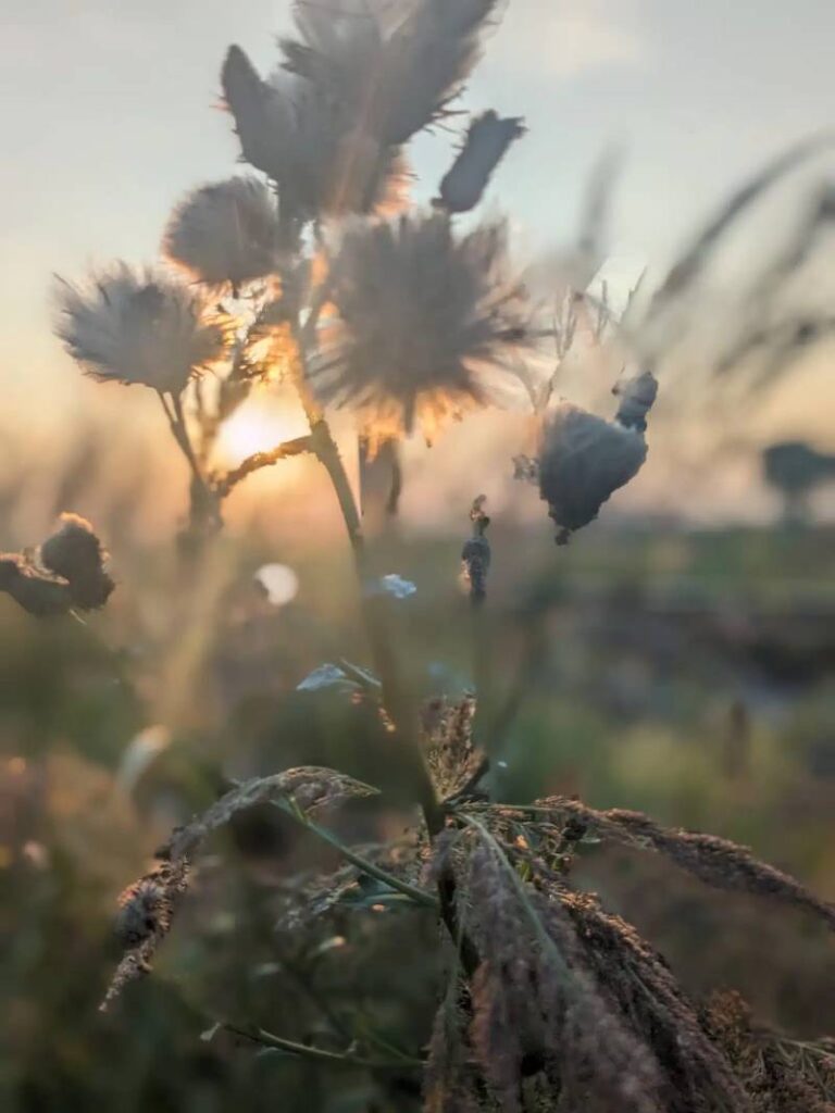 Pflanzen im Sonnenschein